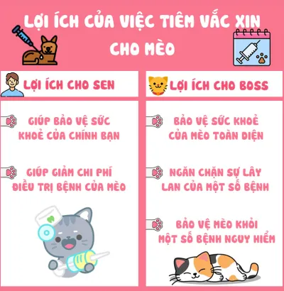  Tiêm phòng chó mèo Hóc Môn – Bảo vệ sức khỏe thú cưng toàn diện