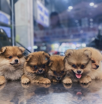 Tắm Rửa Định Kỳ Cho Boss Luôn Khỏe