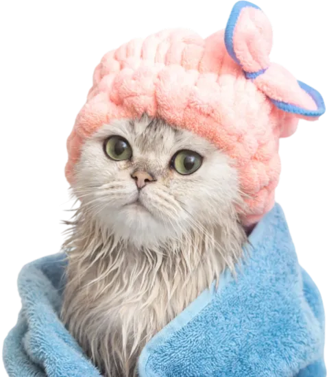 Quy trình