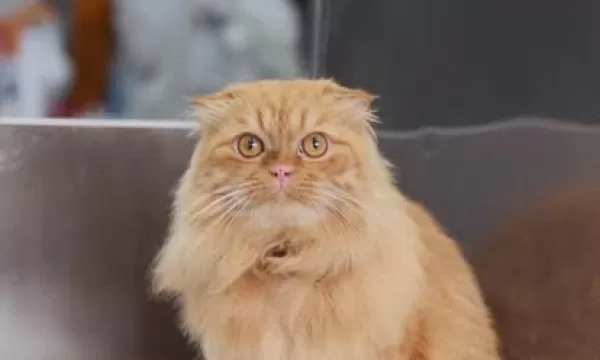 Cắt Thẩm Mỹ