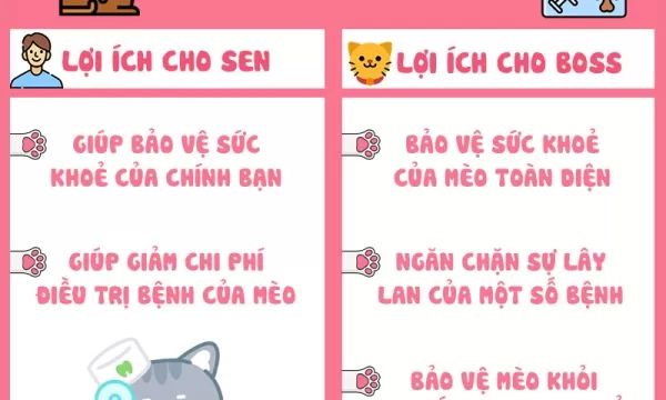  Tiêm phòng chó mèo Hóc Môn – Bảo vệ sức khỏe thú cưng toàn diện
