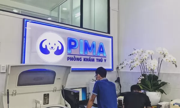 Phòng khám thú y Hóc Môn gần tôi – PIMA Pet In My Arms: Chăm sóc thú cưng toàn diện, uy tín