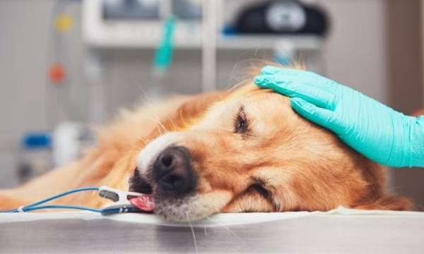  5 dấu hiệu chó mèo cần đi khám thú y ngay – Chủ nuôi không nên bỏ qua