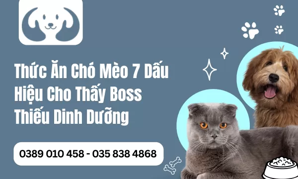 Thức Ăn Chó Mèo 7 Dấu Hiệu Cho Thấy Boss Thiếu Dinh Dưỡng
