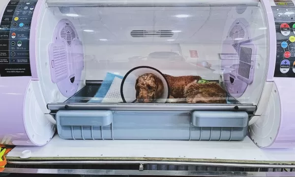 Chuẩn đoán và điều trị