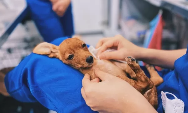 Tắm Căn Bản