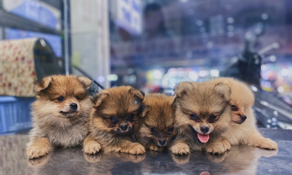 Tắm Rửa Định Kỳ Cho Boss Luôn Khỏe