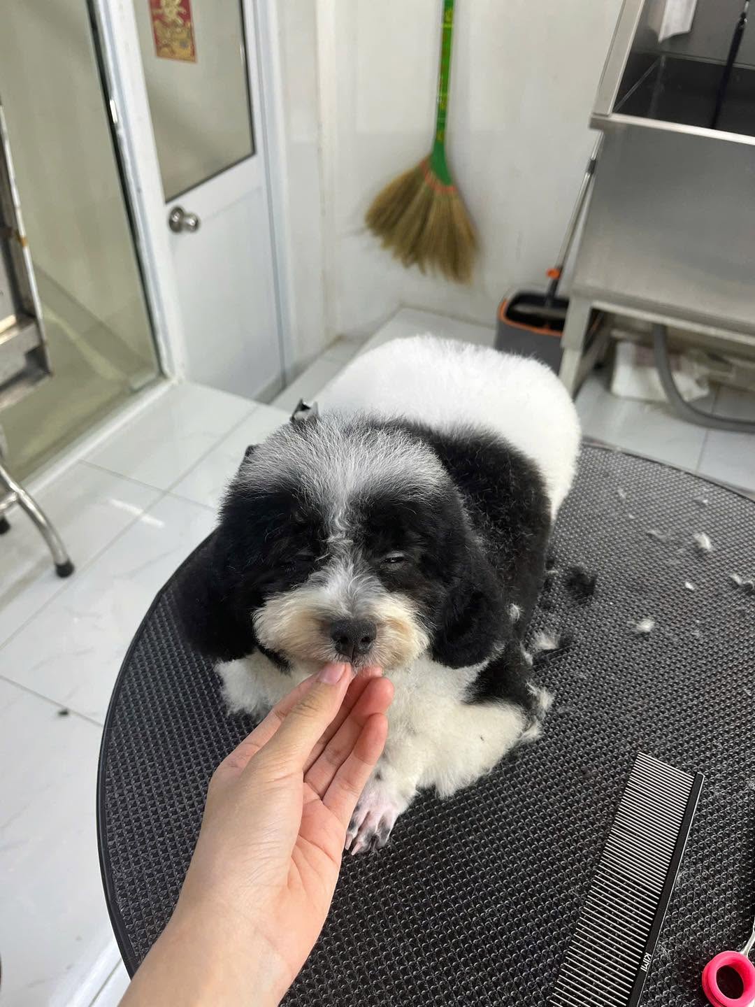 Chăm sóc thú cưng là cả một hành trình, không chỉ là một món đồ
