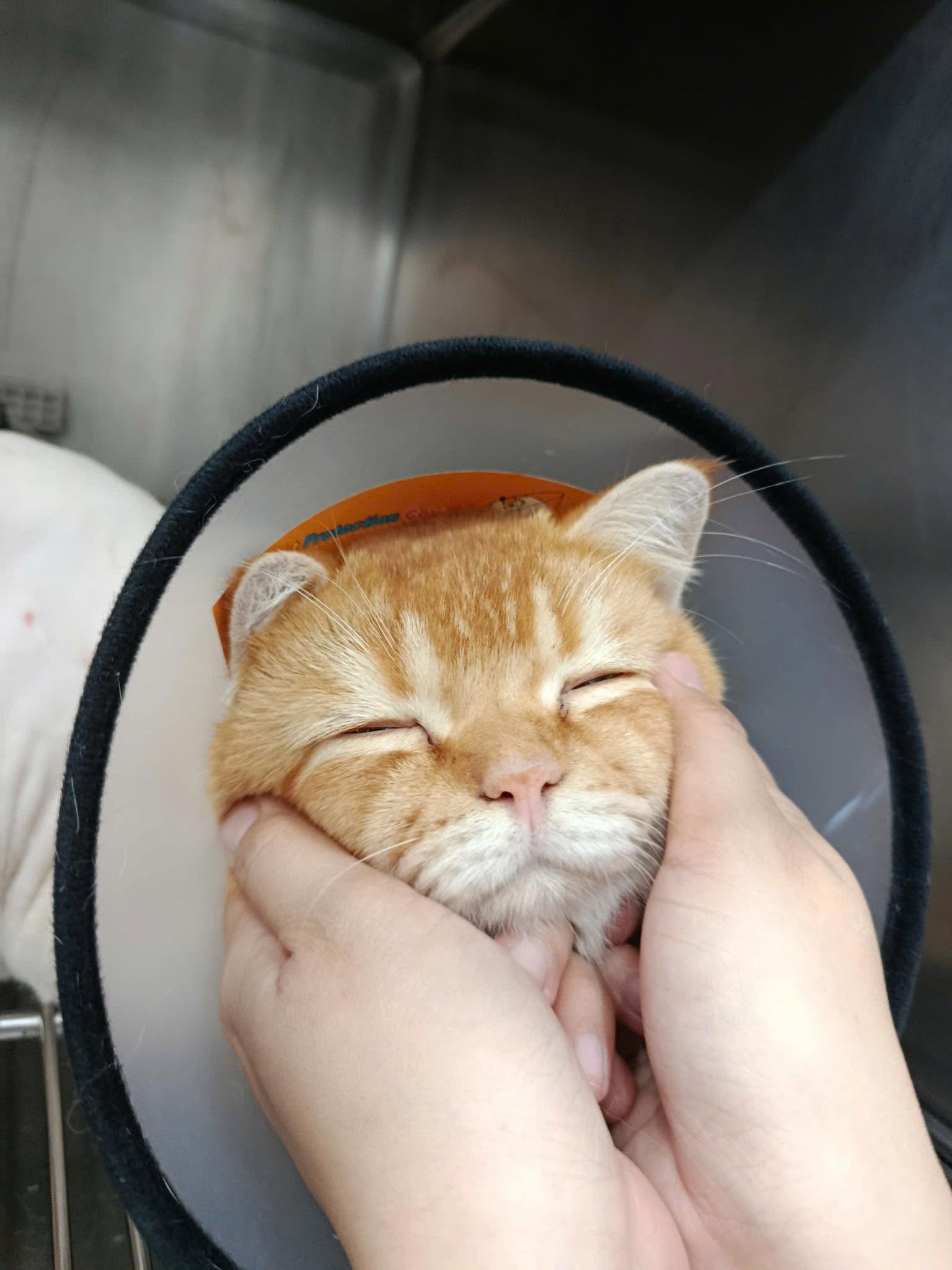 Những dấu hiệu cho thấy thú cưng cần được bác sĩ kiểm tra