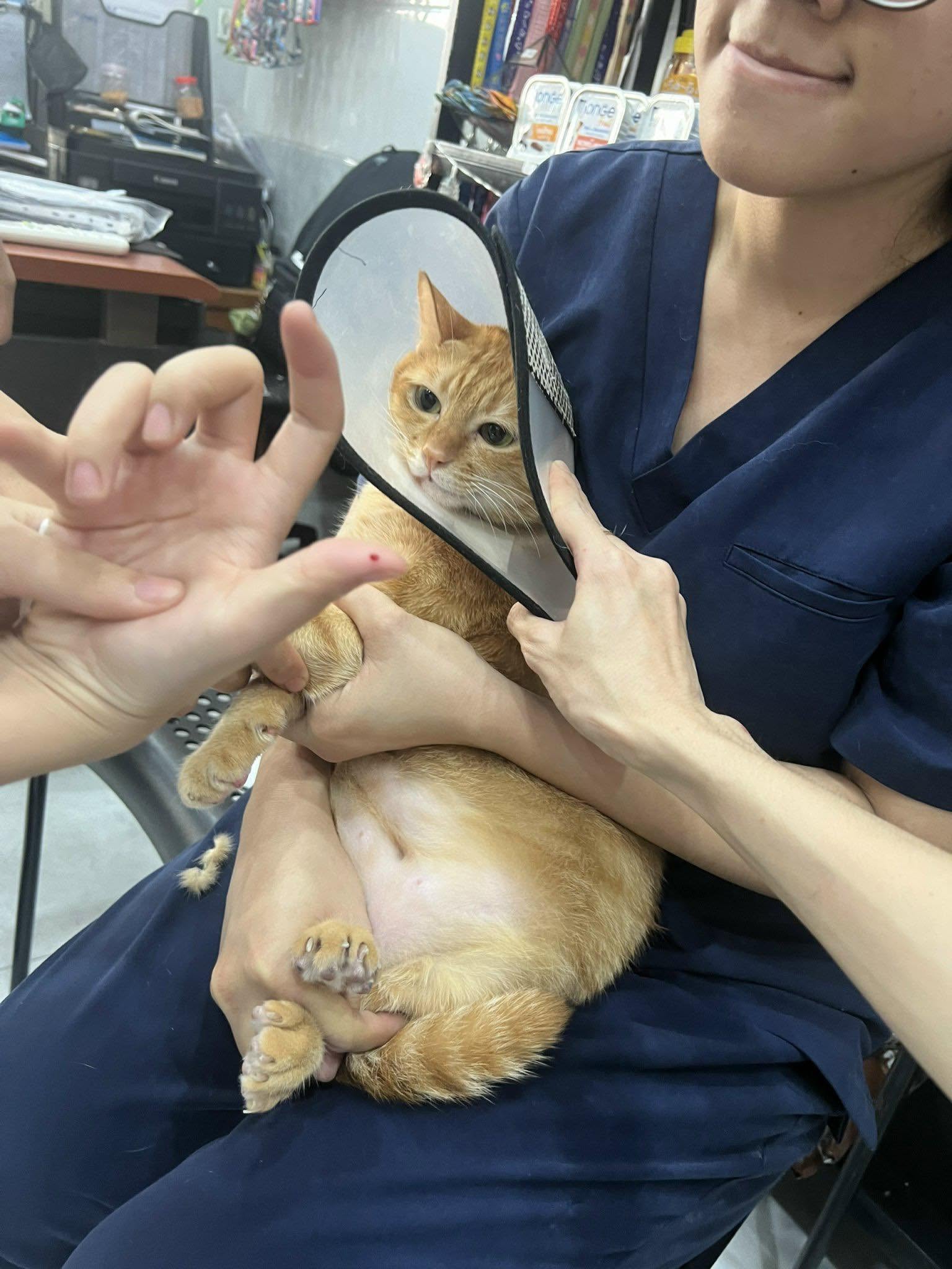 Xu Hướng Chăm Sóc Sức Khỏe Thú Cưng Được Nhiều Người Quan Tâm