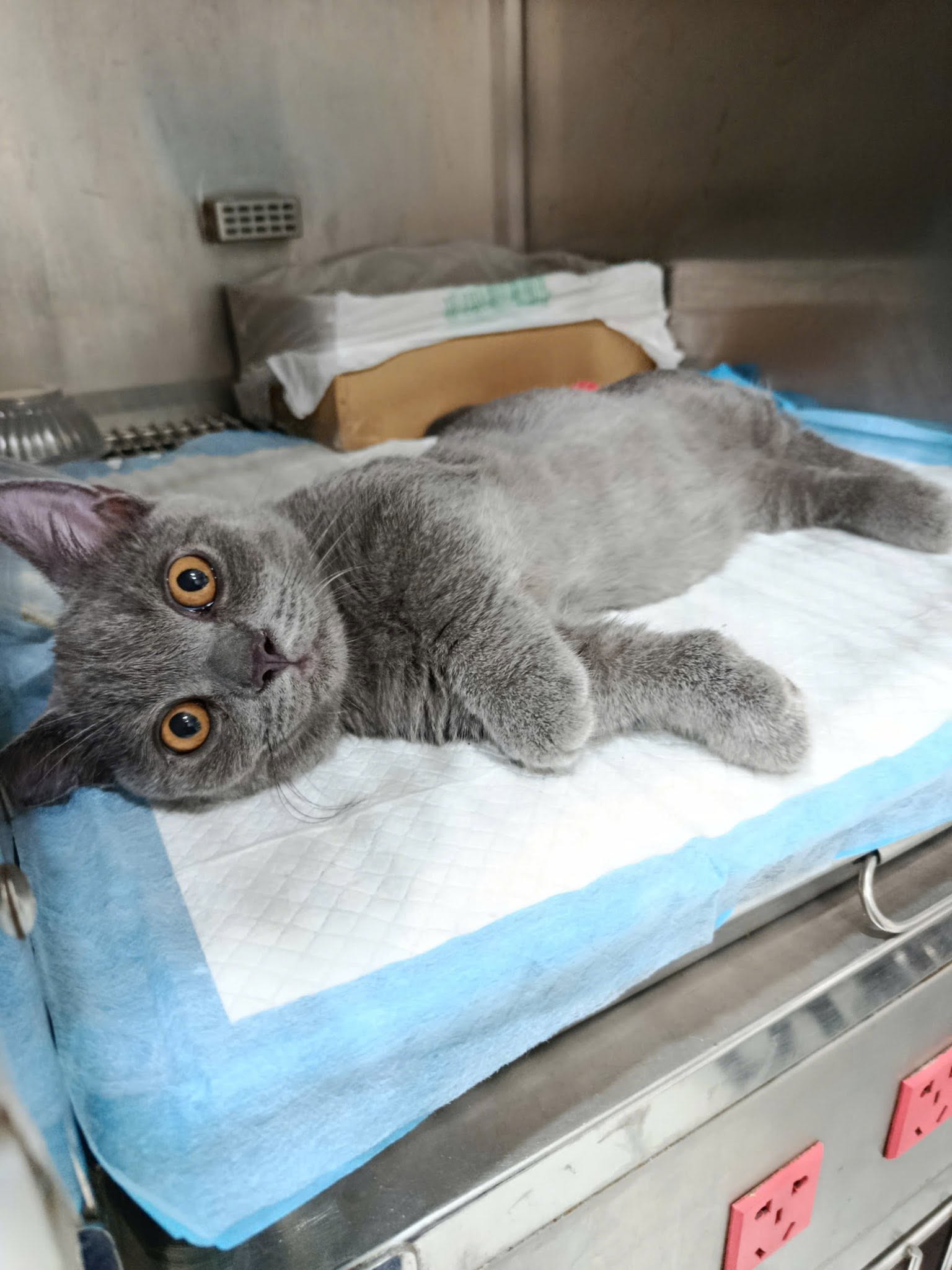 Theo dõi phản ứng của thú cưng khi thay đổi món ăn mới cho chúng
