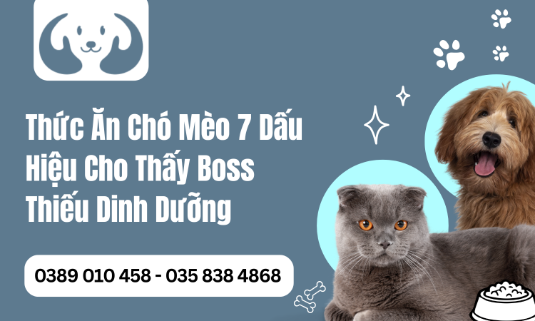 Thức Ăn Chó Mèo 7 Dấu Hiệu Cho Thấy Boss Thiếu Dinh Dưỡng