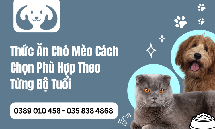 Thức Ăn Chó Mèo: Cách Chọn Phù Hợp Theo Từng Độ Tuổi