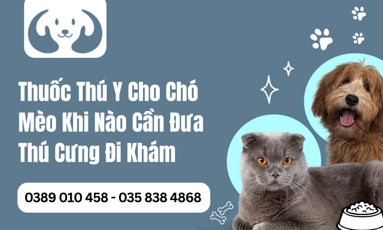 Thuốc Thú Y Cho Chó Mèo - Khi Nào Cần Đưa Thú Cưng Đi Khám?
