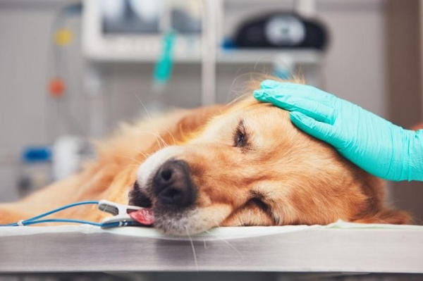 5 dấu hiệu chó mèo cần đi khám thú y ngay | Phòng khám thú y Hóc Môn