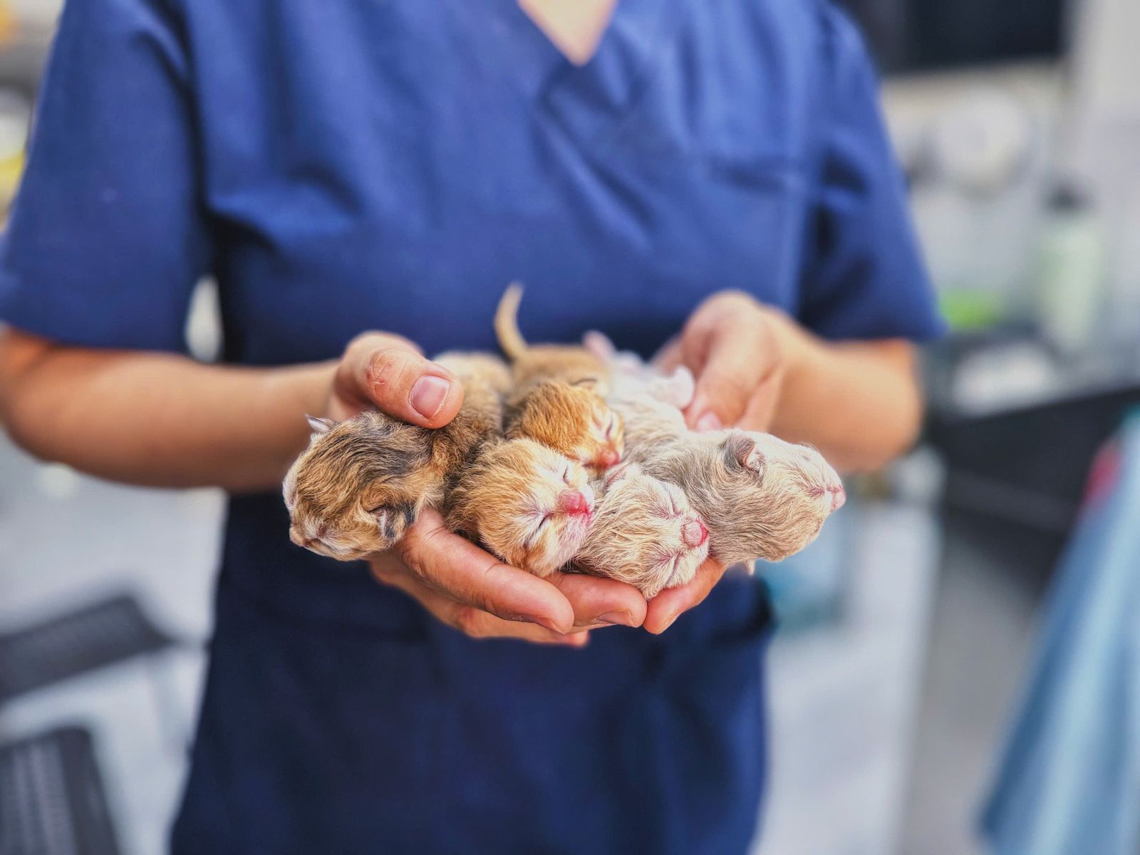 PIMA Phòng Khám Thú Y Uy Tín Bà Điểm